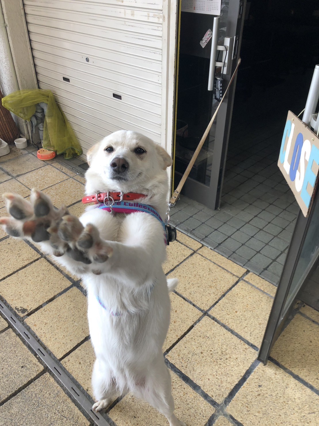 早く早くー