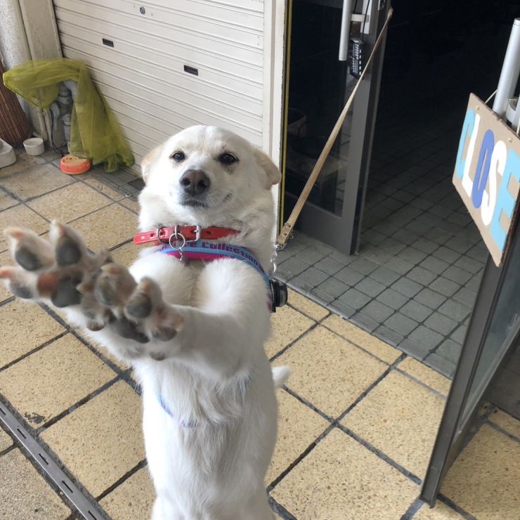 早く早くー