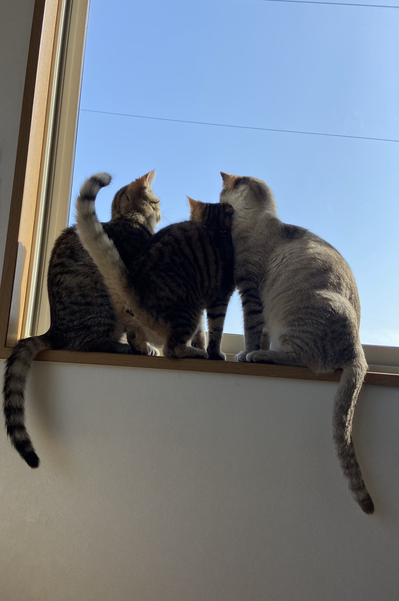 真ん中いただきっ