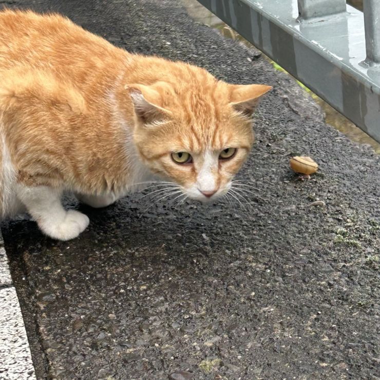 かたつむりさんも頑張ろうね