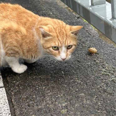 かたつむりさんも頑張ろうね