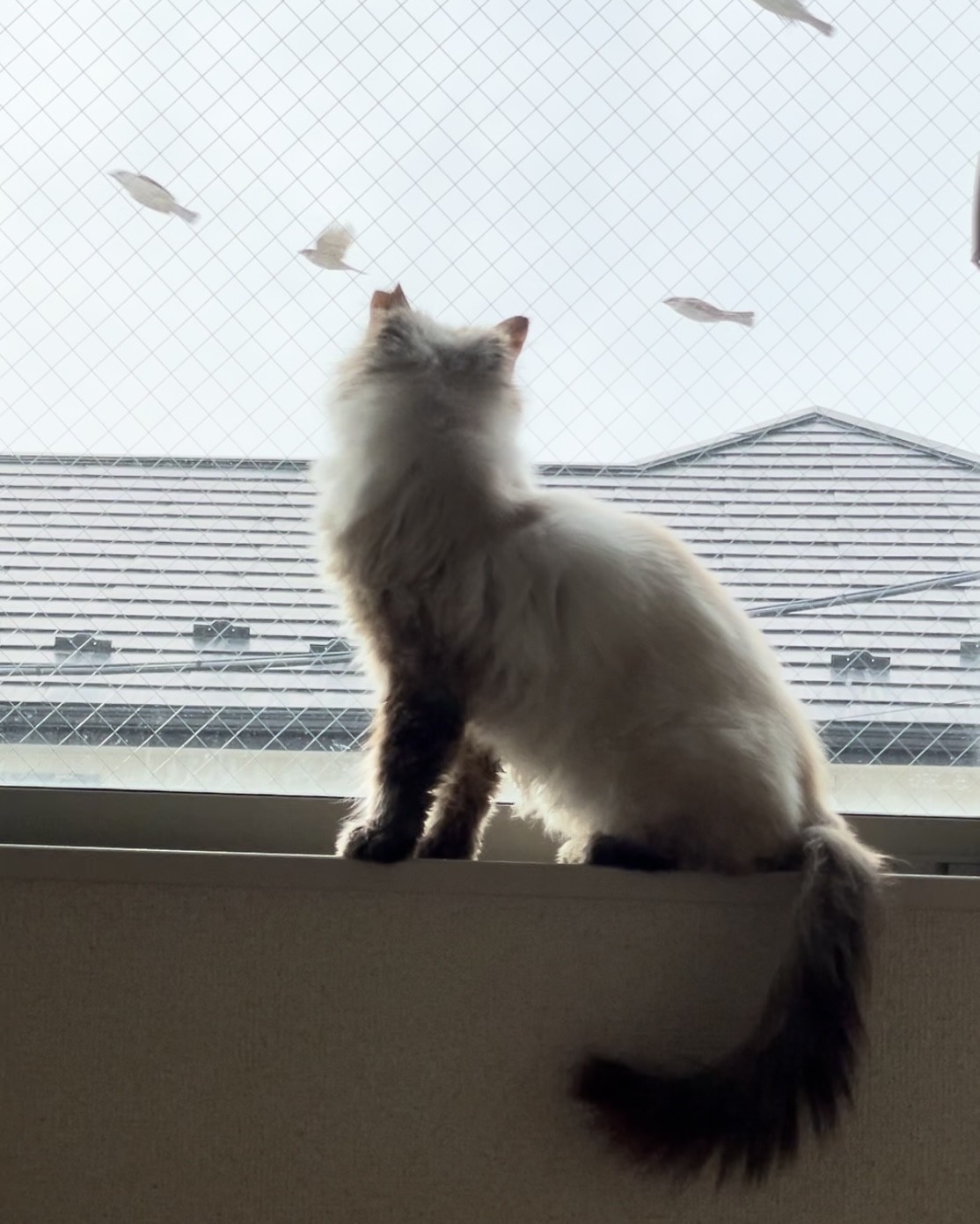生きています