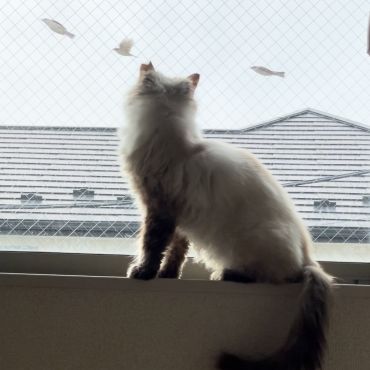 生きています