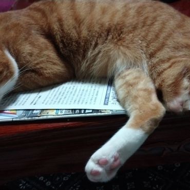 いのちのつないだ！