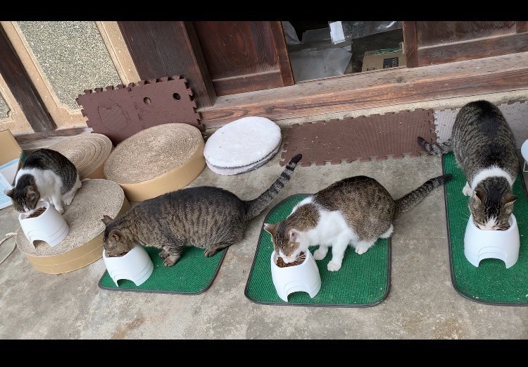 新しい家族