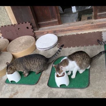 新しい家族