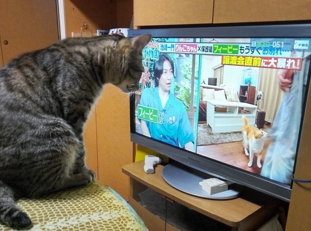 「みんなの動物園」おねこさん見てる？見てますよね！