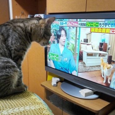「みんなの動物園」おねこさん見てる？見てますよね！