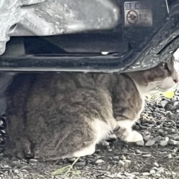 尻尾を無くしたしっぽ君
