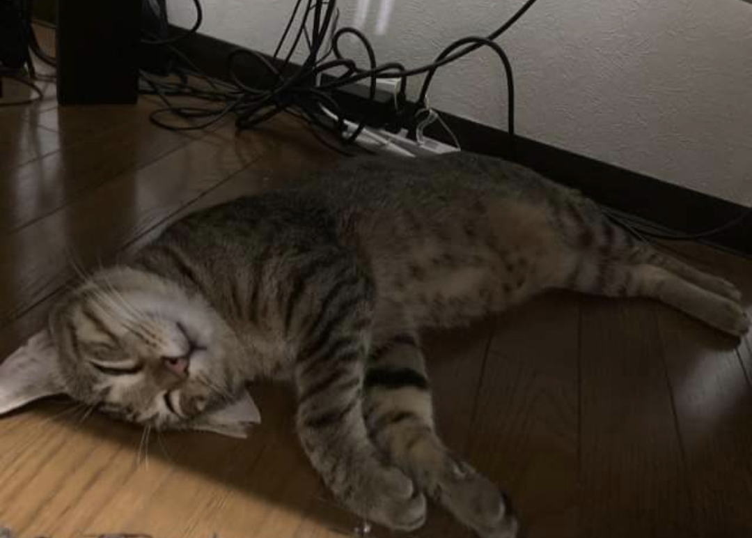 昨日まで外猫だったんですよね？