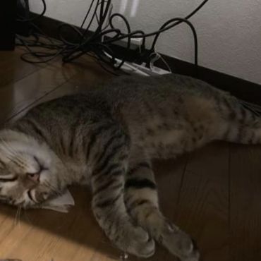 昨日まで外猫だったんですよね？