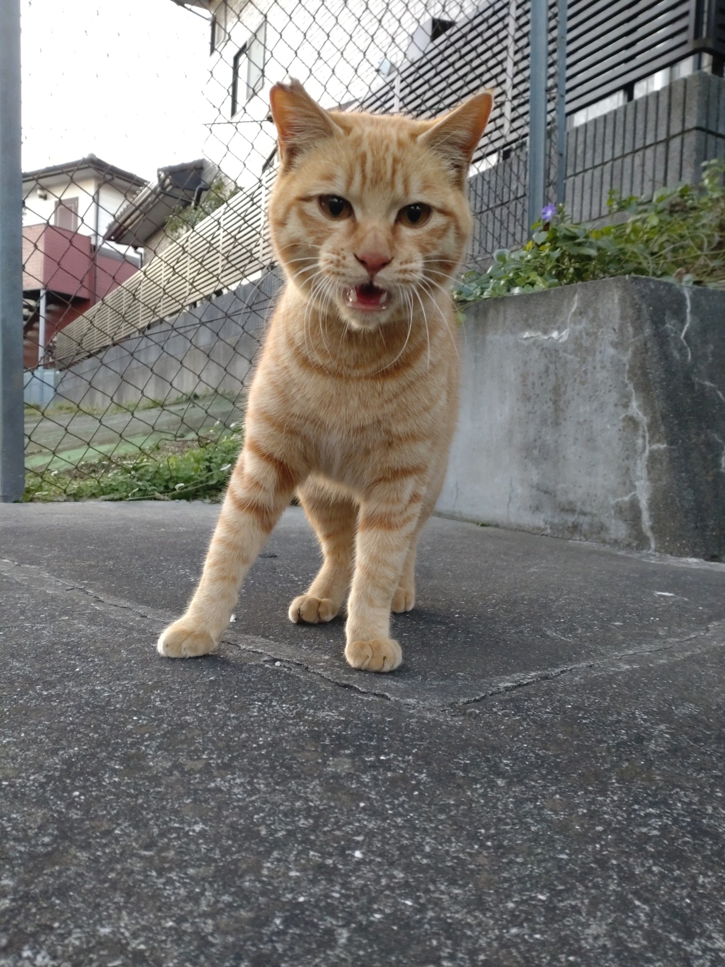 ご飯くれ