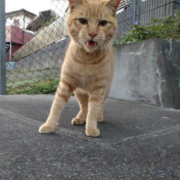ご飯くれ