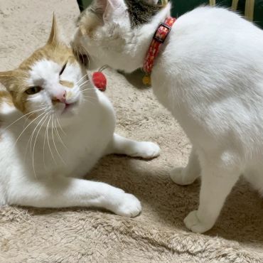 初めてのチュウ