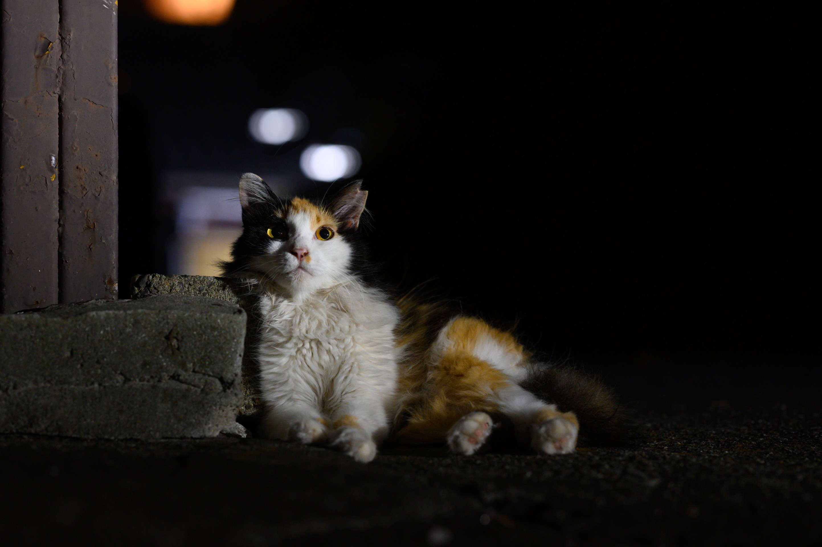 闇夜に浮かび上がるきゃわわ