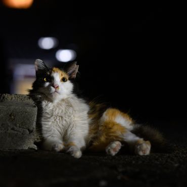 闇夜に浮かび上がるきゃわわ