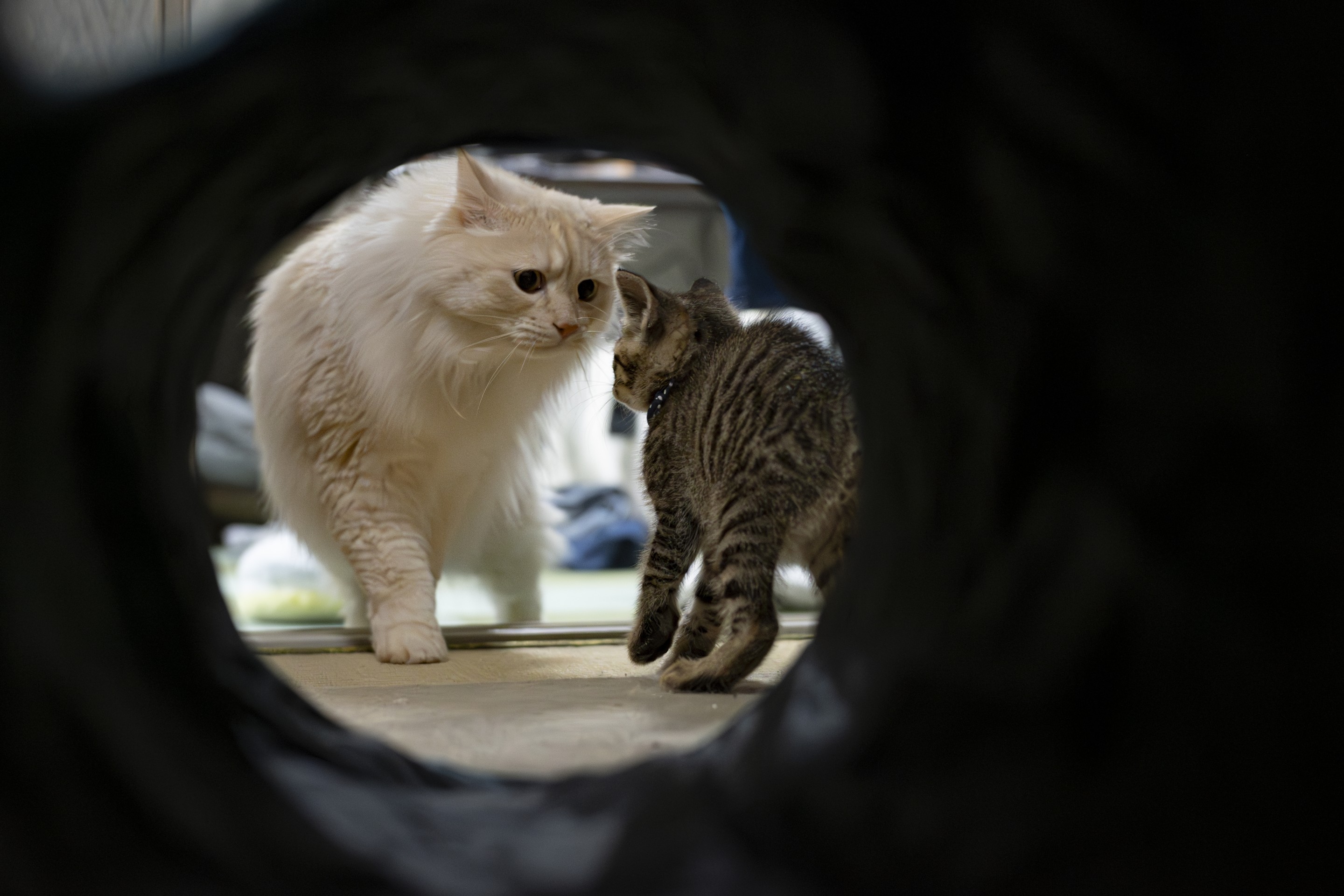 やさしいチップと初対面