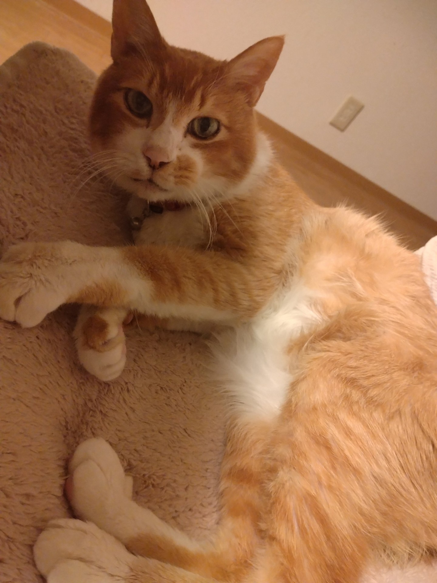 生後6か月で野良猫卒業したふう太、もうすぐ17歳♪