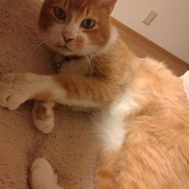 生後6か月で野良猫卒業したふう太、もうすぐ17歳♪