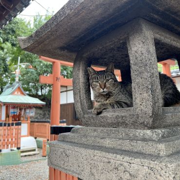 猫神様