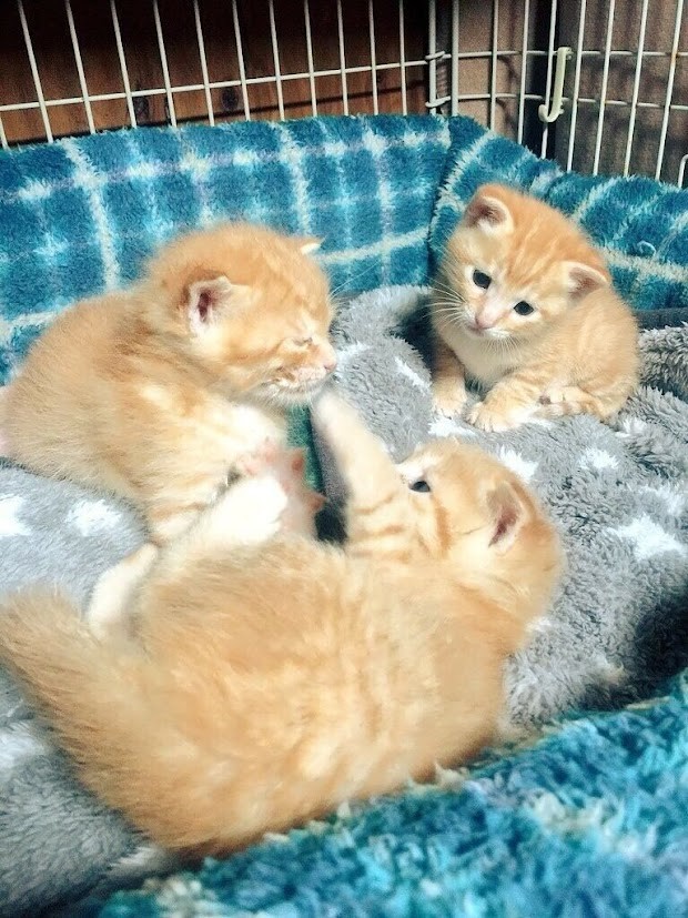 茶トラ♂３匹♀１匹ベランダで産まれました。