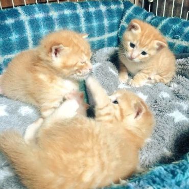 茶トラ♂３匹♀１匹ベランダで産まれました。