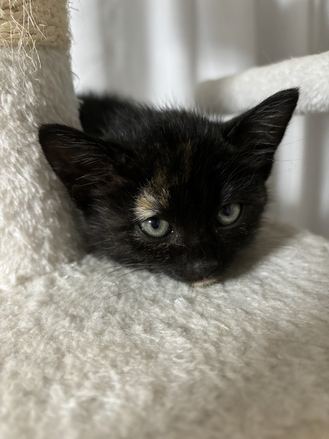 はじめてcattowerに乗ったにゃ