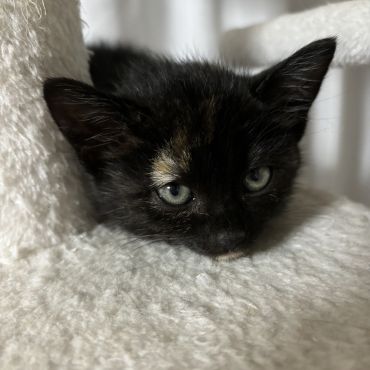 はじめてcattowerに乗ったにゃ