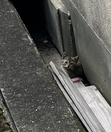 小さな命