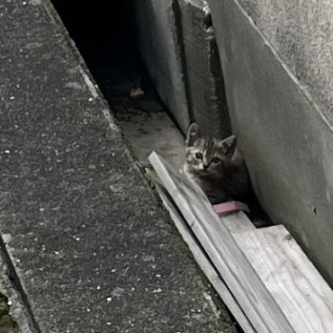 小さな命