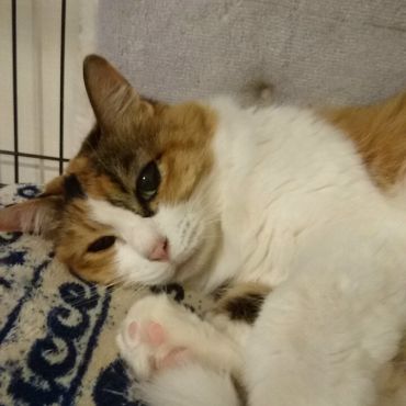 愛しのルナ