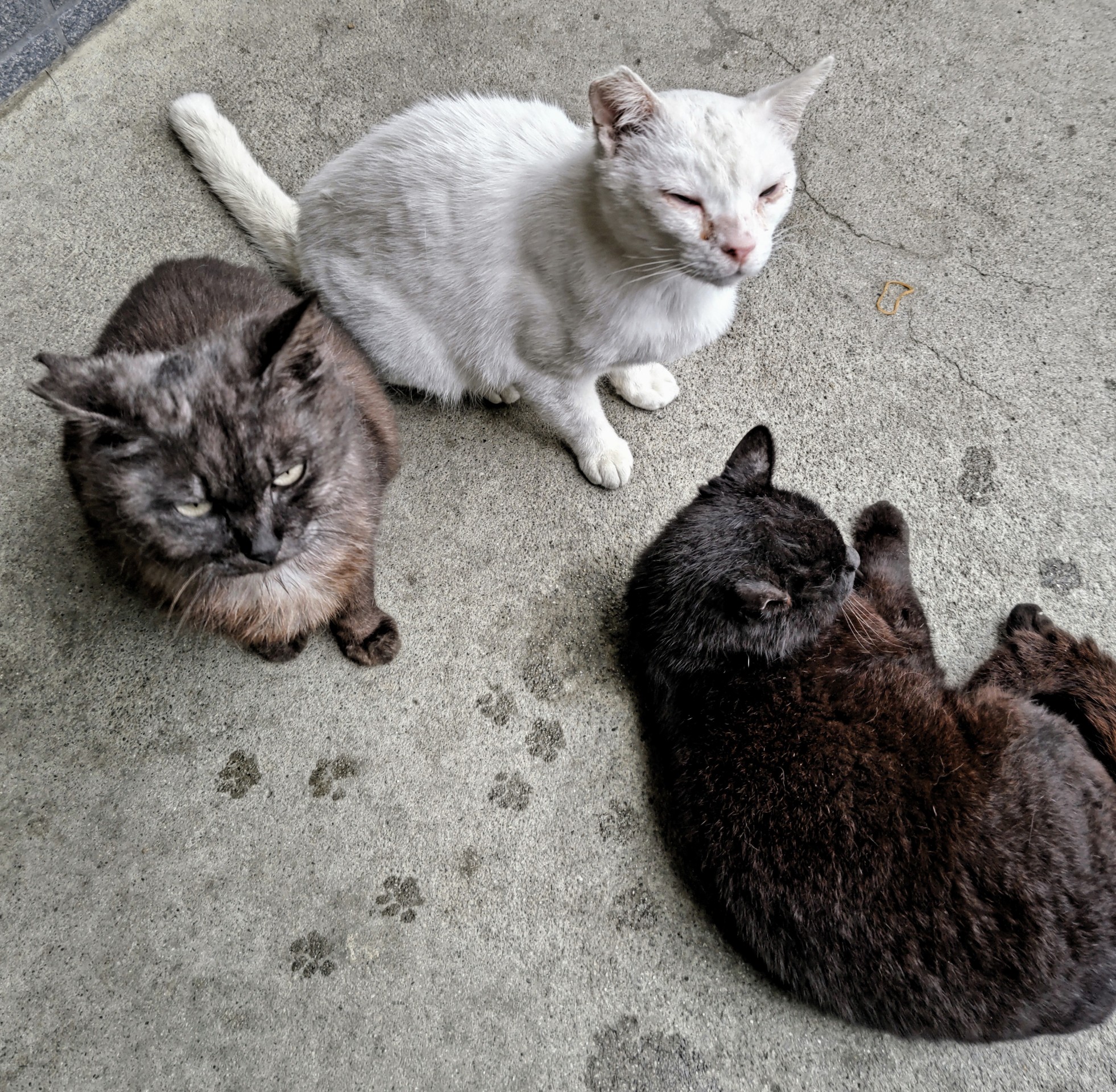 さくらねこ