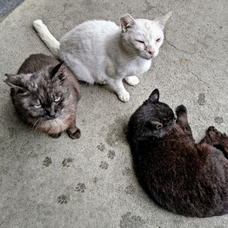 さくらねこ
