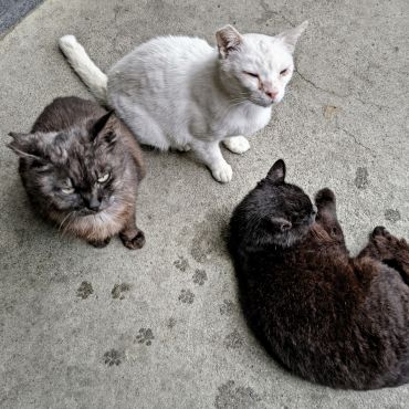 さくらねこ