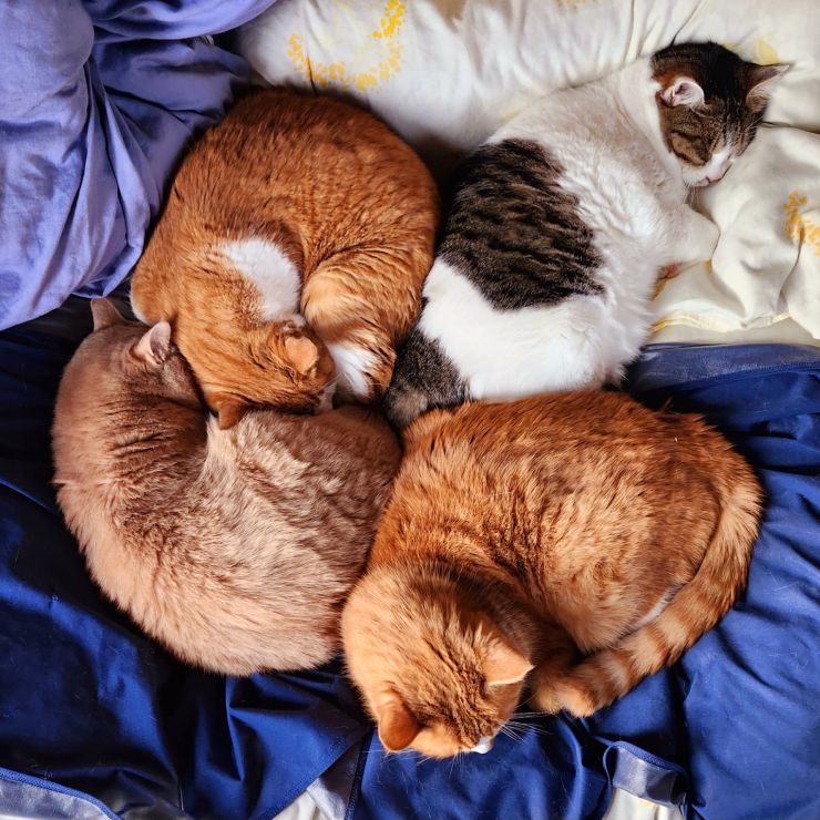 四つ猫のクローバー