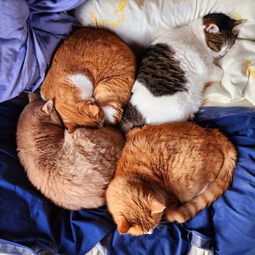 四つ猫のクローバー