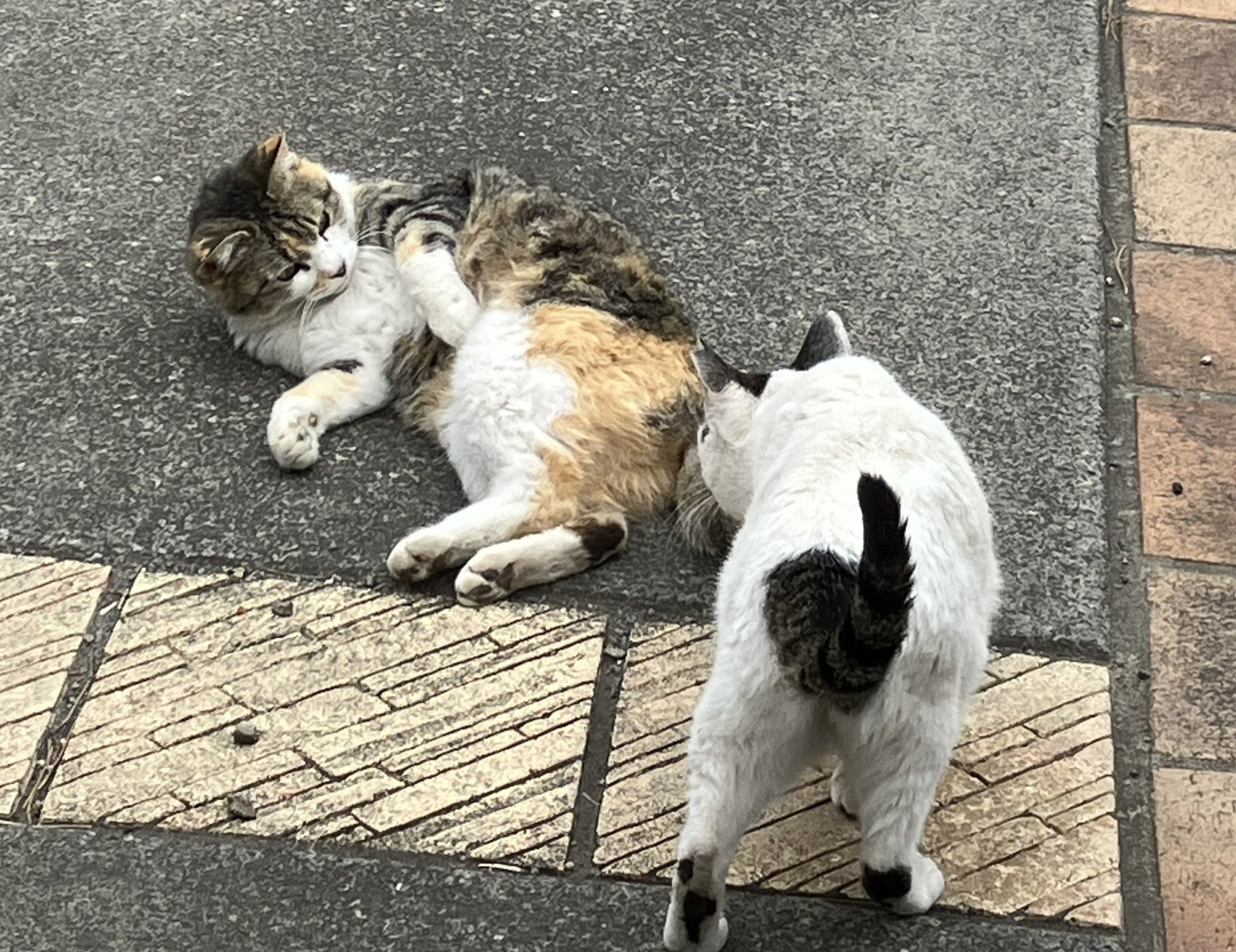 仲良くやってます！
