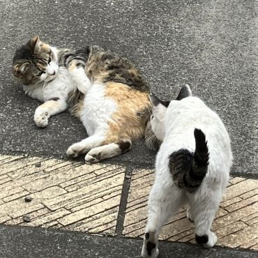 仲良くやってます！