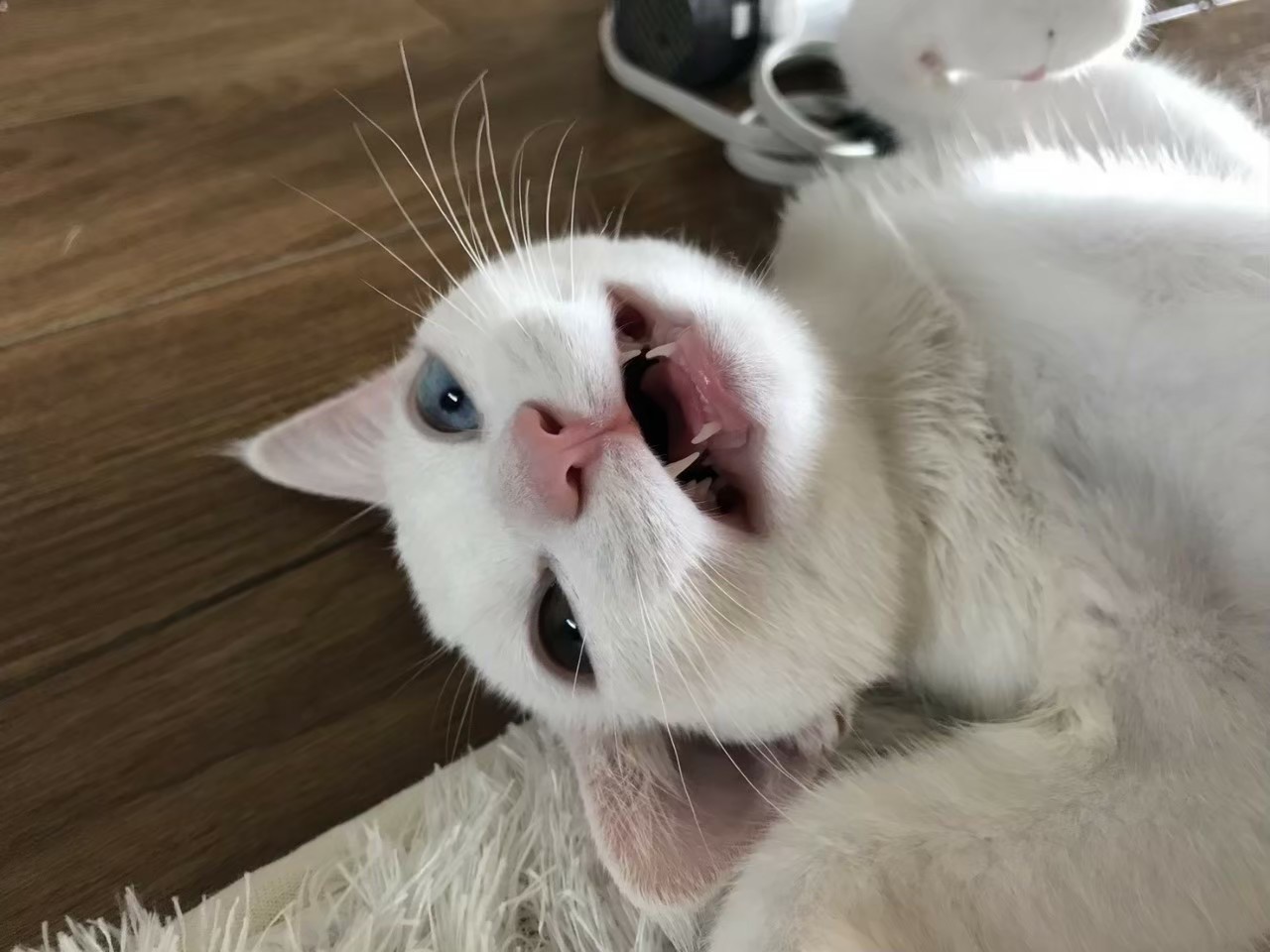 にゃはははははは