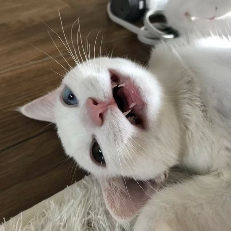 にゃはははははは