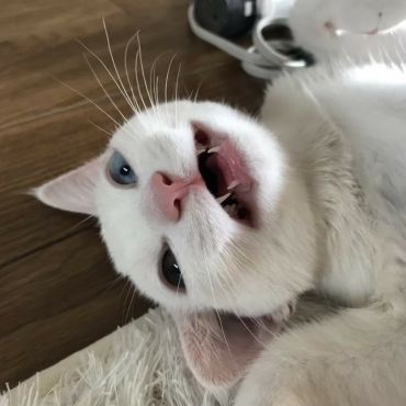 にゃはははははは