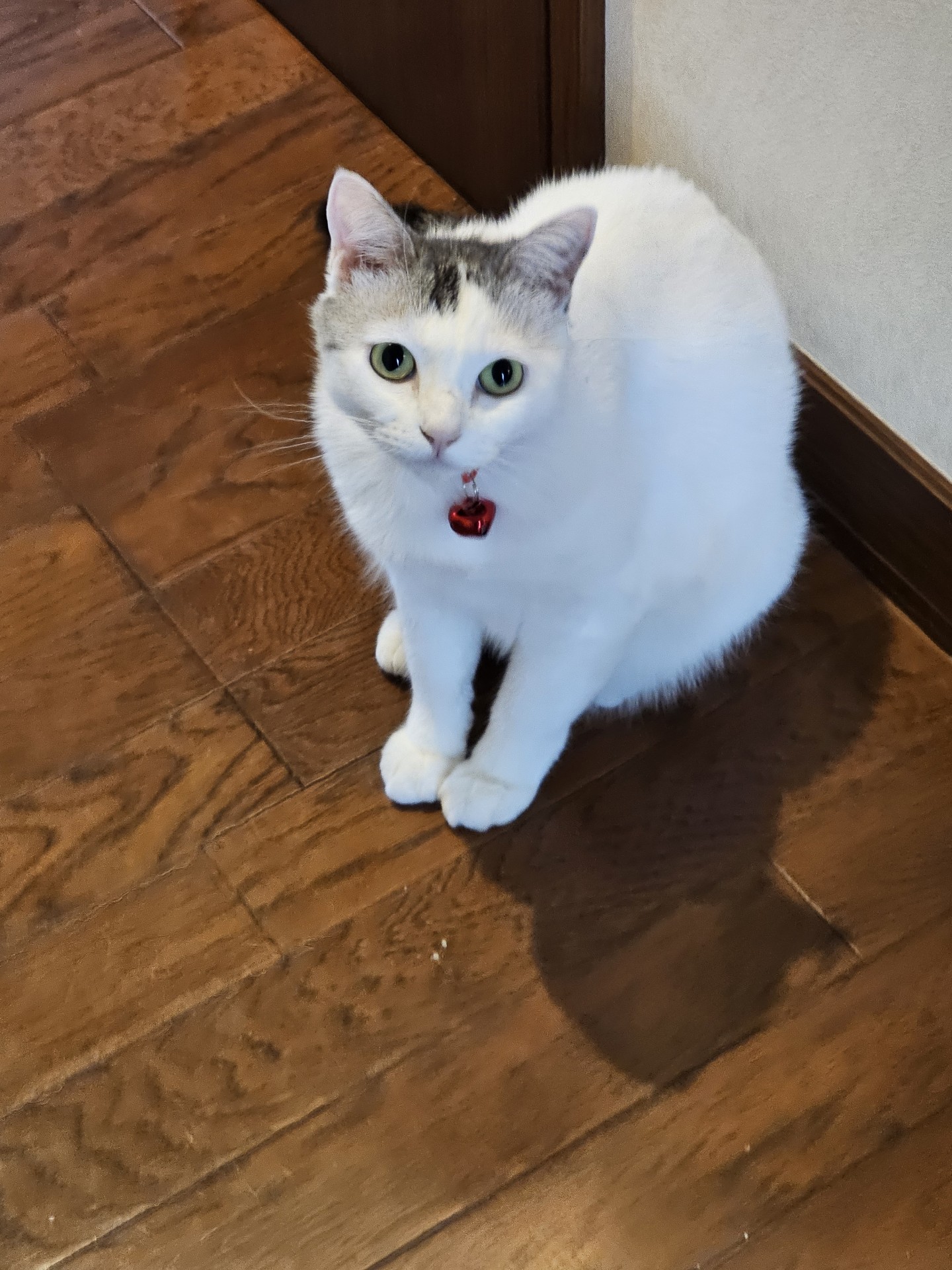 元保護猫チビ  美猫と言われてます