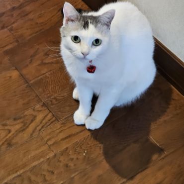 元保護猫チビ  美猫と言われてます