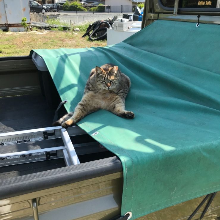 大胆な格好でくつろぐ、さくらねこのミーちゃん