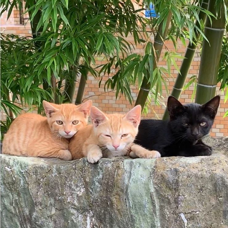 仲良し3兄弟
