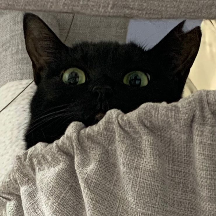 飼い主を警戒観察中