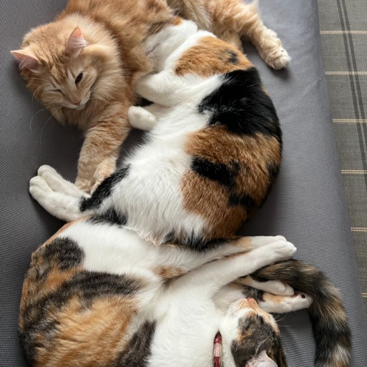 子供が保護してくる😸