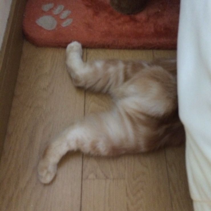 寝てる時のお尻。