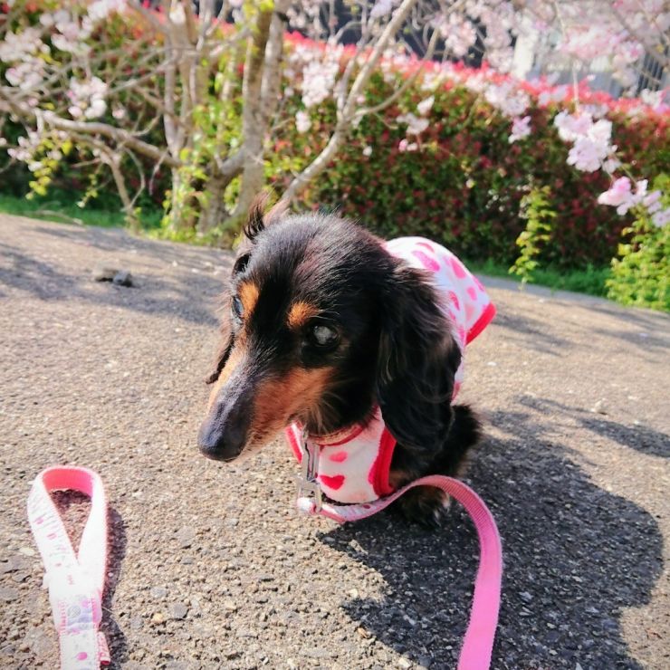一緒に過ごす11年目の春