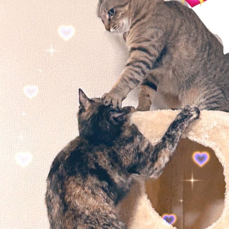 元野良猫・元保護猫